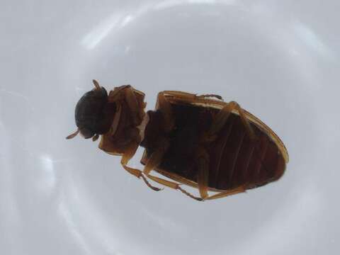 Helophoridae resmi