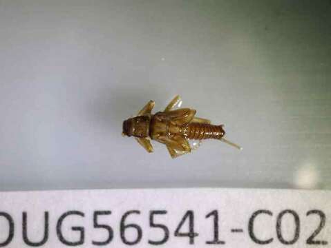 Image of winter stoneflies