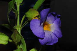 Image of thunbergia