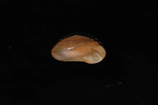 Image of Vitrinoidea