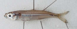 Image of Atherinomorus