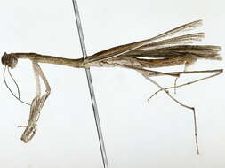 صورة Miomantidae Westwood 1889