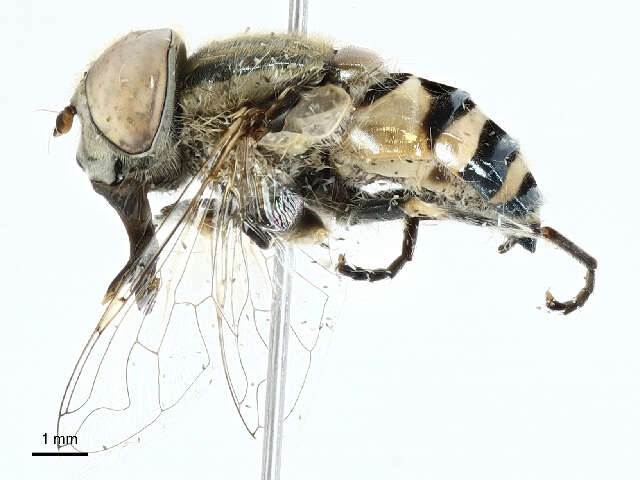 Image of Eristalini