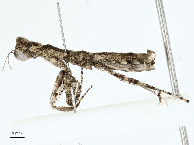 Image of Tarachodinae