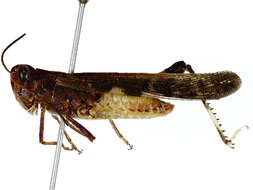 Image of Aiolopus