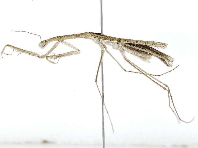 صورة Miomantidae Westwood 1889