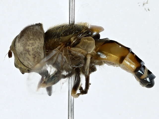 Image of Eristalini