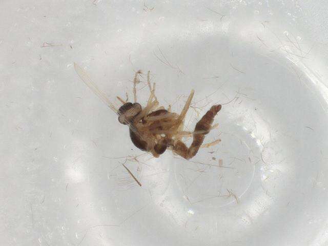 Image of Ceratopogonidae incertae sedis