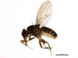 Imagem de Scaptodrosophila