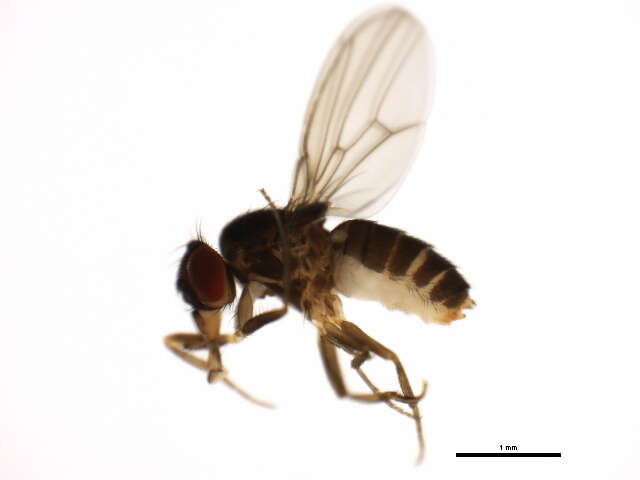 Imagem de Scaptodrosophila