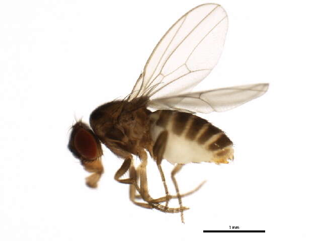 Image of Scaptodrosophila