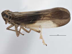 Image of Fulgoroidea