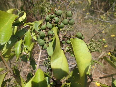 Image of Coptosperma graveolens (S. Moore) Degreef