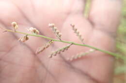 Image of signalgrass