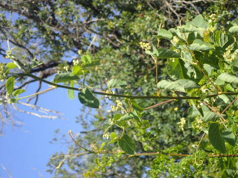 Image of buckthorn family