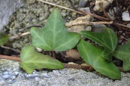 Image of ivy