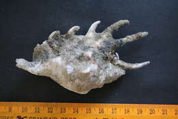 Image of spider conch