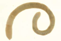 Image of Diplocardia Garman 1888