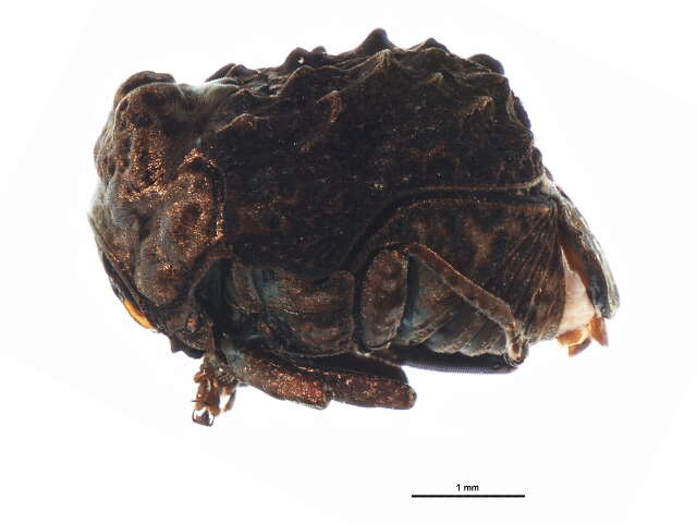 Image of Neochlamisus