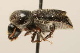 Image of Xyloperthini