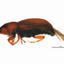 Image of Mesoptiliinae