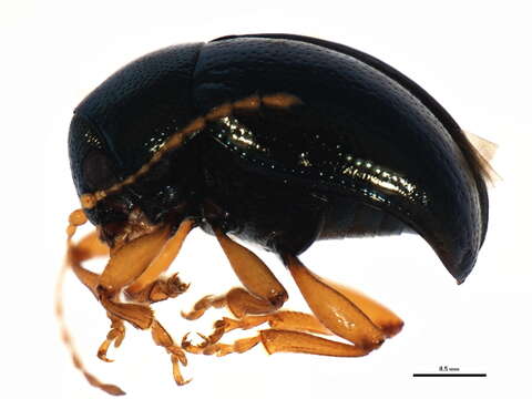 Image of Oval Leaf Beetles