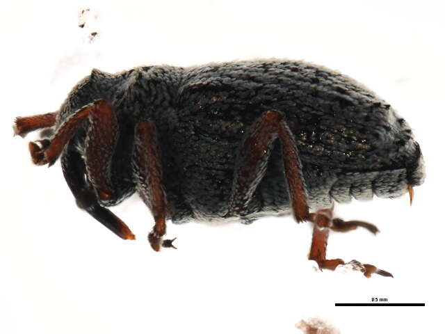 Image of Minute Seed Weevils