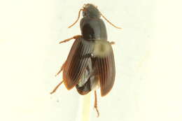 Image of Trichotichnus