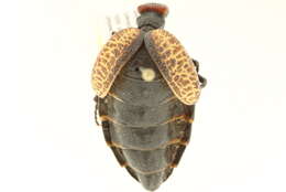 Image of Meloinae