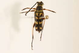 Image of Typocerus