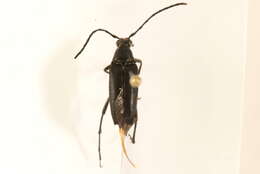 Image of Typocerus