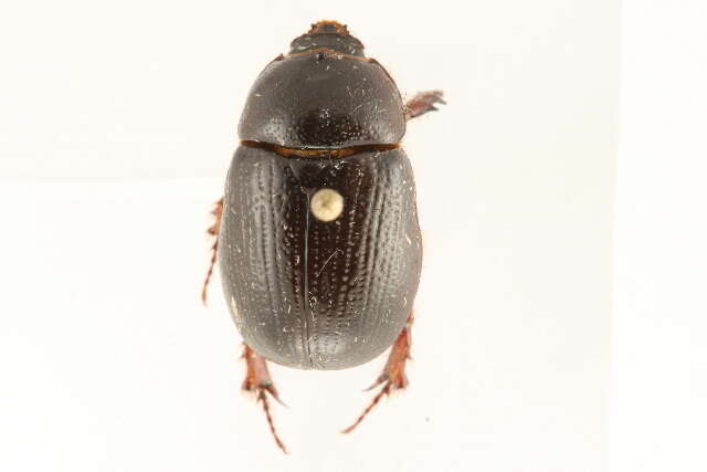 Image of Carrot Beetles