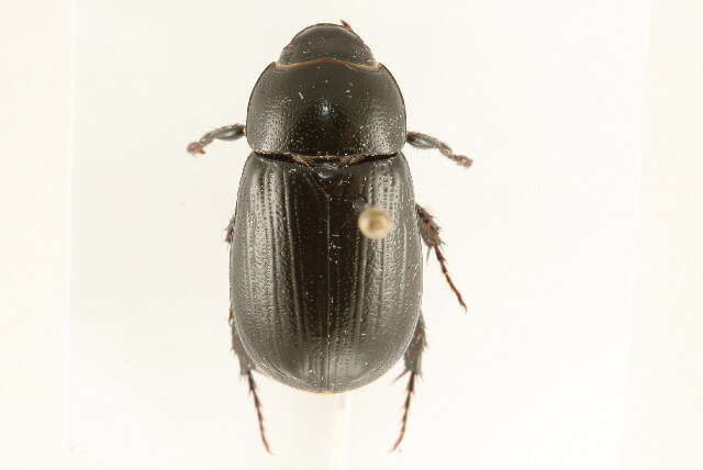 Image of Rice Beetles