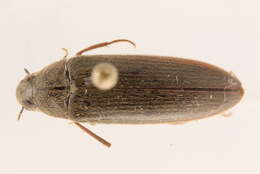 Image of synchroa bark beetles