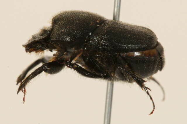 Plancia ëd Onthophagini