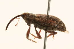 Image of Dorytomus