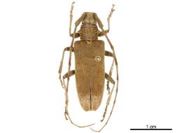 Image of Acalolepta