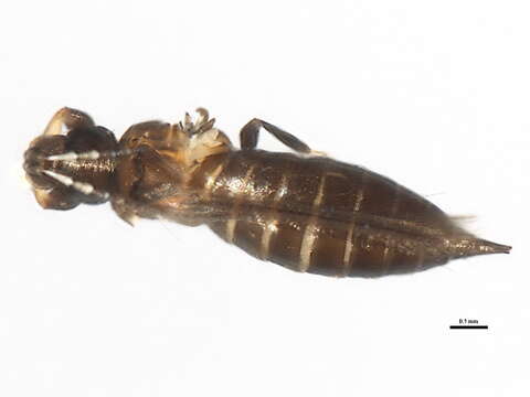 Image of tree thrips