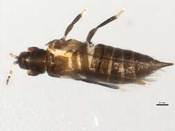 Image of tree thrips