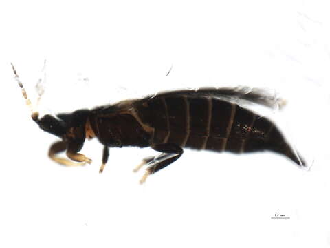 Sivun Heterothripidae kuva