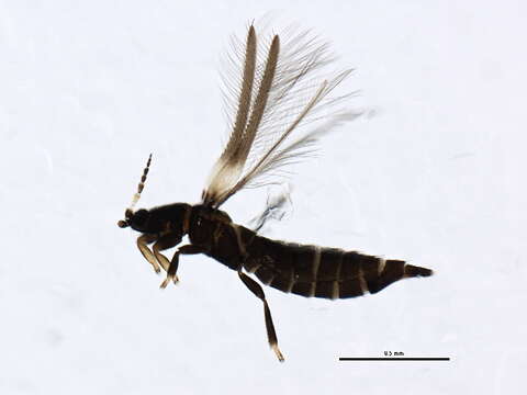 Image of tree thrips