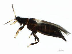 Image of tree thrips