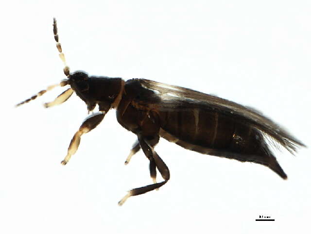Image of tree thrips