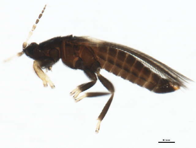 Image of tree thrips