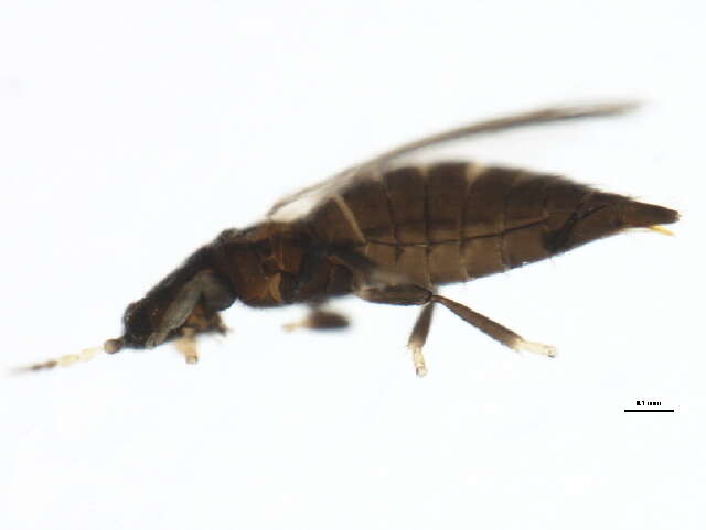 Image of tree thrips