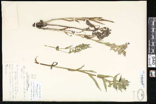 Image of monkswort