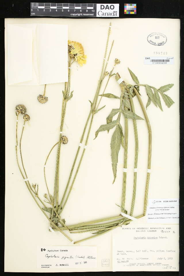 Image of cephalaria