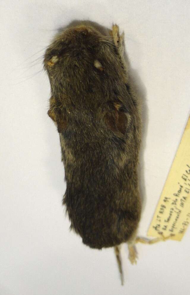Image of Vesper mouse