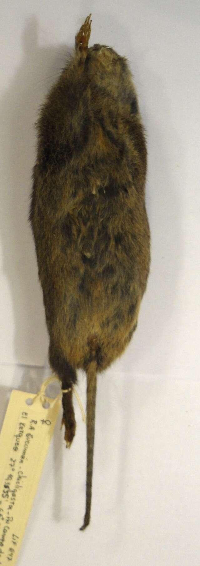 Image of Bolo Mouse
