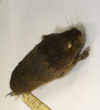 Image of Bolo Mouse